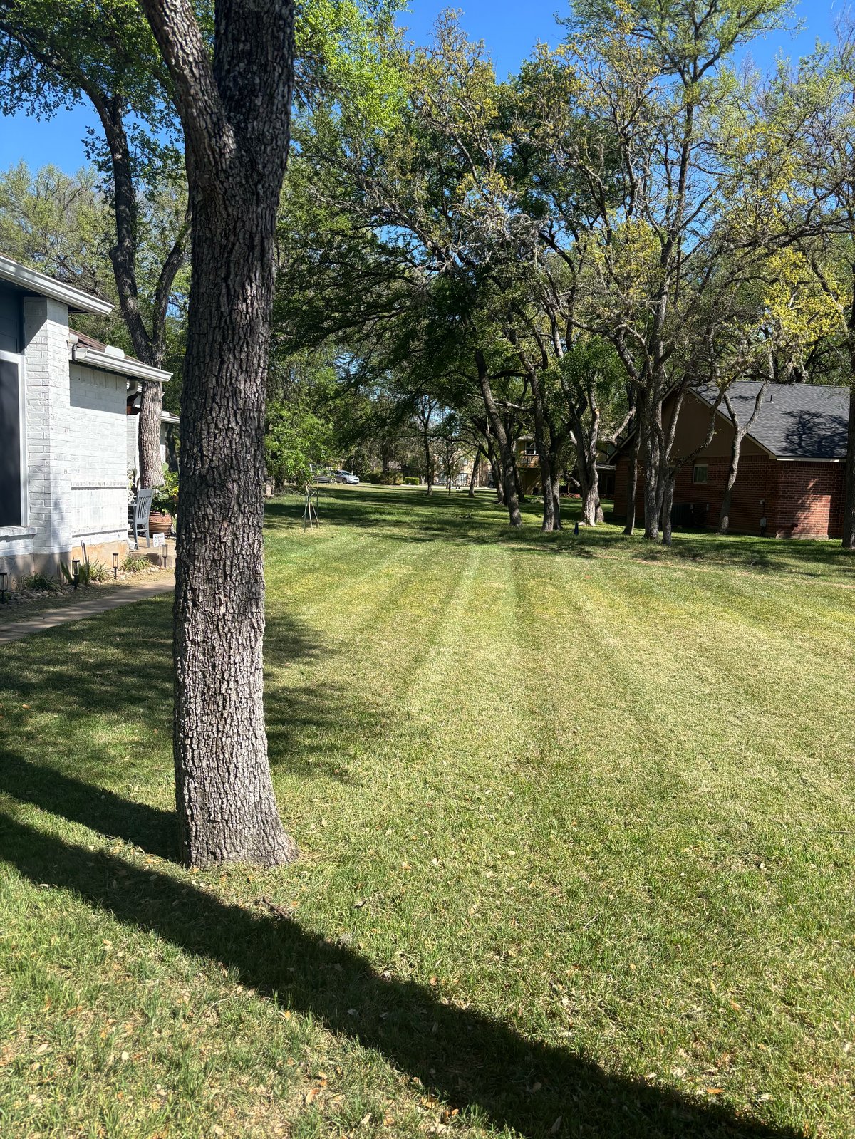 Residential neighborhood with manicured lawn, large tree in foreground, white house on left, brick house on right, tree-lined street